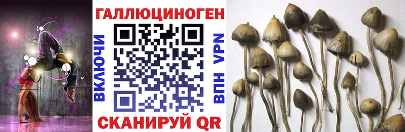 Галлюциногенные грибы Cubensis Нязепетровск
